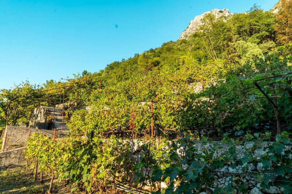 Vila Pavle'S Oasis Virpazar Exteriér fotografie